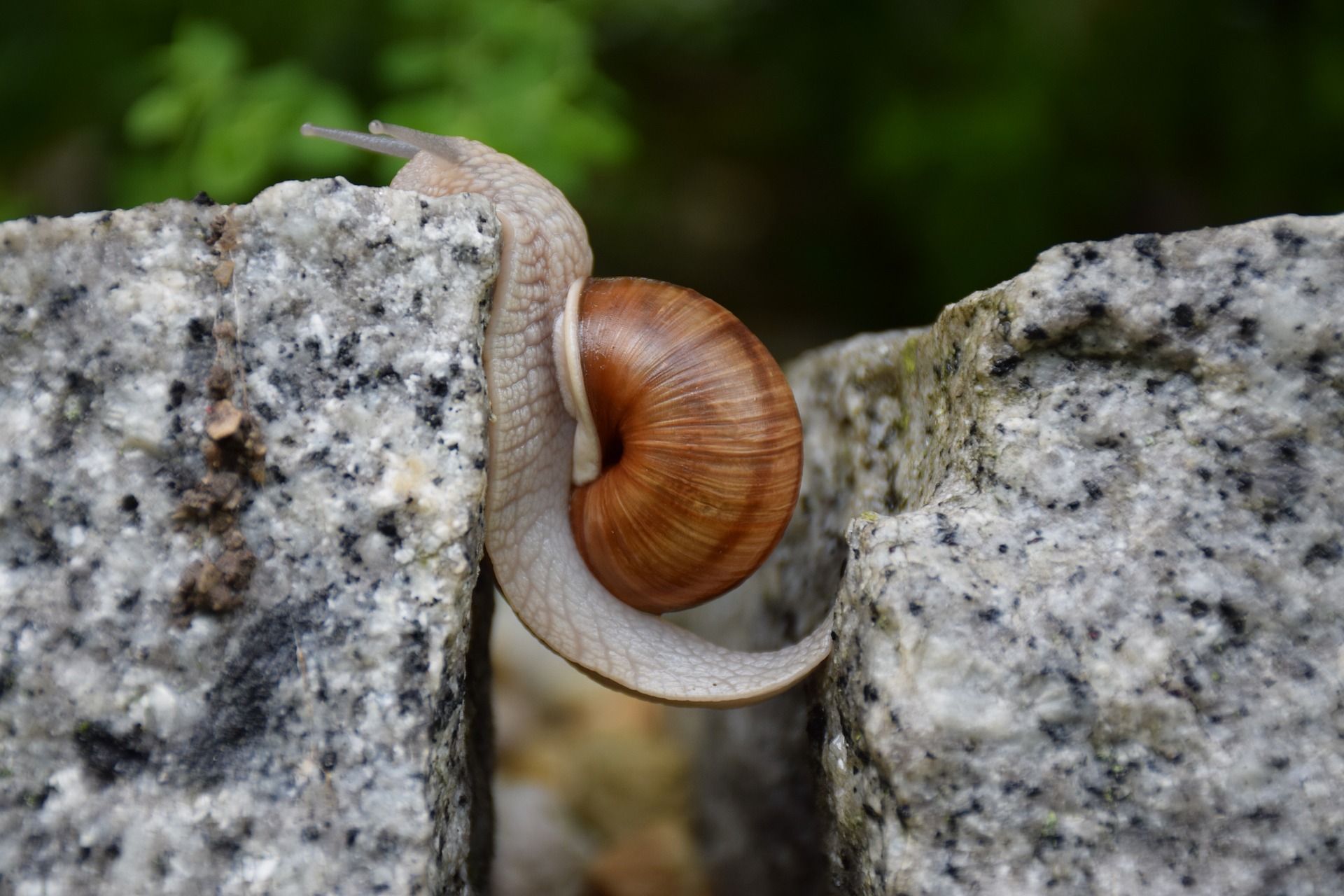 snail-1447233_1920