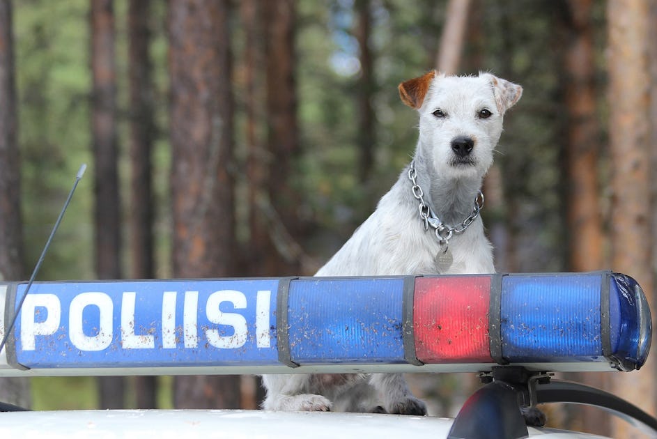 Jekku on Suomen pienin poliisikoira ja maineikas kätköjen etsijä - Duunitori